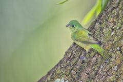 Painted Bunting,  Passerina ciris
