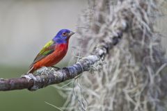 Painted Bunting,  Passerina ciris
