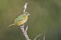 Painted Bunting,  Passerina ciris