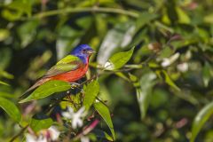 Painted Bunting,  Passerina ciris