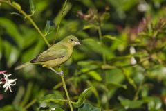 Painted Bunting,  Passerina ciris