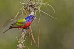 Painted Bunting,  Passerina ciris