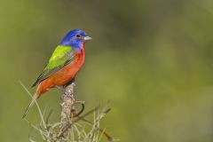 Painted Bunting,  Passerina ciris