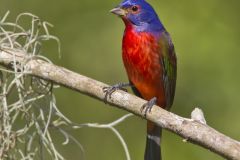 Painted Bunting,  Passerina ciris