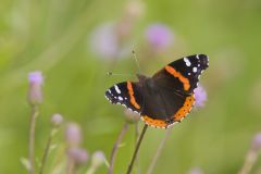 Painted Lady, Vanessa cardui