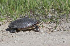 Painted Turtle