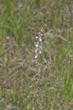 Pale Spiked Lobelia, Lobelia spicata