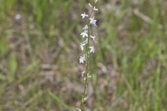 Pale Spiked Lobelia
