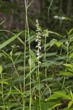 Pale Spiked Lobelia, Lobelia spicata