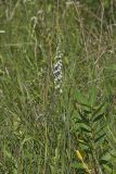 Pale Spiked Lobelia, Lobelia spicata