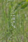 Pale Spiked Lobelia, Lobelia spicata