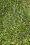 Pale Spiked Lobelia, Lobelia spicata