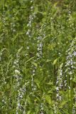 Pale Spiked Lobelia, Lobelia spicata