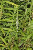 Pale Spiked Lobelia, Lobelia spicata