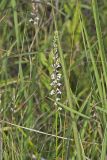 Pale Spiked Lobelia, Lobelia spicata
