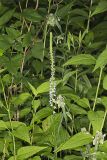 Pale Spiked Lobelia, Lobelia spicata