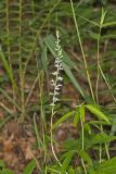 Pale Spiked Lobelia, Lobelia spicata