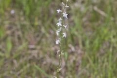 Pale Spiked Lobelia, Lobelia spicata Pale Spiked Lobelia, Lobelia spicata