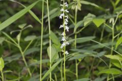 Pale Spiked Lobelia, Lobelia spicata