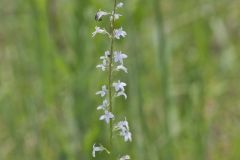 Pale Spiked Lobelia, Lobelia spicata