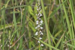 Pale Spiked Lobelia, Lobelia spicata