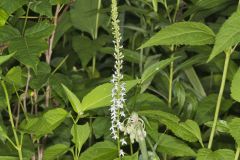 Pale Spiked Lobelia, Lobelia spicata