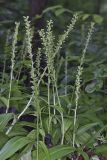 Palegreen orchid, Platanthera flava var. herbiola