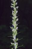 Palegreen orchid, Platanthera flava var. herbiola