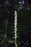 Palegreen orchid, Platanthera flava var. herbiola
