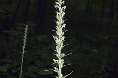 Palegreen Orchid