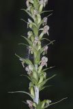 Palegreen orchid, Platanthera flava var. herbiola