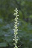 Palegreen orchid, Platanthera flava var. herbiola