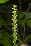 Palegreen orchid, Platanthera flava var. herbiola