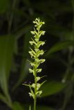 Palegreen orchid, Platanthera flava var. herbiola