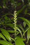 Palegreen orchid, Platanthera flava var. herbiola