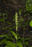 Palegreen orchid, Platanthera flava var. herbiola