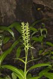 Palegreen orchid, Platanthera flava var. herbiola