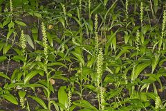 Palegreen orchid, Platanthera flava var. herbiola