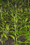 Palegreen orchid, Platanthera flava var. herbiola