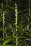 Palegreen orchid, Platanthera flava var. herbiola