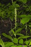 Palegreen orchid, Platanthera flava var. herbiola