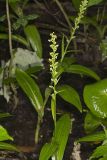 Palegreen orchid, Platanthera flava var. herbiola