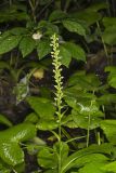 Palegreen orchid, Platanthera flava var. herbiola
