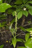 Palegreen orchid, Platanthera flava var. herbiola