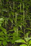 Palegreen orchid, Platanthera flava var. herbiola