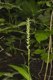 Palegreen orchid, Platanthera flava var. herbiola