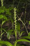 Palegreen orchid, Platanthera flava var. herbiola