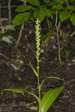 Palegreen orchid, Platanthera flava var. herbiola