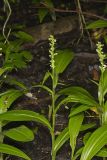 Palegreen orchid, Platanthera flava var. herbiola