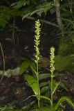 Palegreen orchid, Platanthera flava var. herbiola